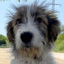DAPHNE, Hund, Mischlingshund in Rumänien - Bild 1