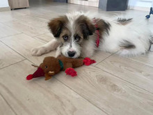 DAPHNE, Hund, Mischlingshund in Rumänien - Bild 11
