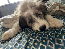 DAPHNE, Hund, Mischlingshund in Rumänien - Bild 12