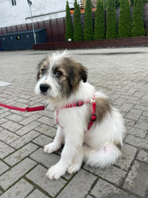 DAPHNE, Hund, Mischlingshund in Rumänien - Bild 13