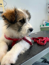 DAPHNE, Hund, Mischlingshund in Rumänien - Bild 14