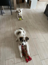 DAPHNE, Hund, Mischlingshund in Rumänien - Bild 15