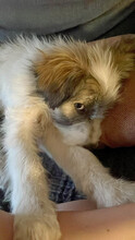 DAPHNE, Hund, Mischlingshund in Rumänien - Bild 17