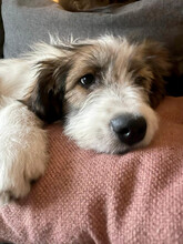 DAPHNE, Hund, Mischlingshund in Rumänien - Bild 18
