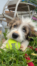 DAPHNE, Hund, Mischlingshund in Rumänien - Bild 4