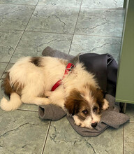 DAPHNE, Hund, Mischlingshund in Rumänien - Bild 6