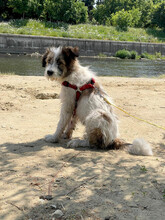 DAPHNE, Hund, Mischlingshund in Rumänien - Bild 7