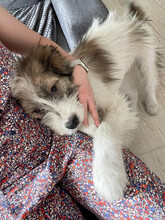 DAPHNE, Hund, Mischlingshund in Rumänien - Bild 9
