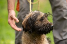 YOSHIRO, Hund, Mischlingshund in Ungarn - Bild 1