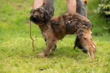 YOSHIRO, Hund, Mischlingshund in Ungarn - Bild 10