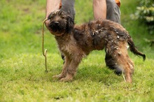 YOSHIRO, Hund, Mischlingshund in Ungarn - Bild 11
