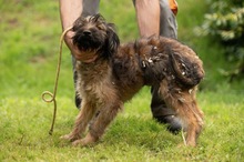 YOSHIRO, Hund, Mischlingshund in Ungarn - Bild 12