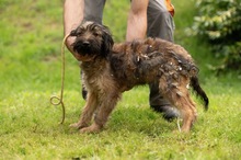 YOSHIRO, Hund, Mischlingshund in Ungarn - Bild 14