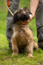 YOSHIRO, Hund, Mischlingshund in Ungarn - Bild 15