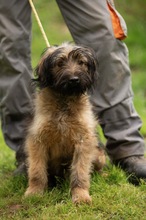 YOSHIRO, Hund, Mischlingshund in Ungarn - Bild 16