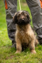 YOSHIRO, Hund, Mischlingshund in Ungarn - Bild 17