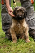 YOSHIRO, Hund, Mischlingshund in Ungarn - Bild 18