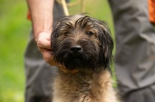 YOSHIRO, Hund, Mischlingshund in Ungarn - Bild 2