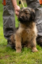 YOSHIRO, Hund, Mischlingshund in Ungarn - Bild 20