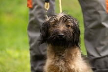YOSHIRO, Hund, Mischlingshund in Ungarn - Bild 21