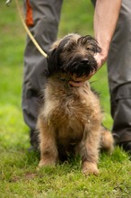 YOSHIRO, Hund, Mischlingshund in Ungarn - Bild 3