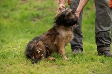 YOSHIRO, Hund, Mischlingshund in Ungarn - Bild 4