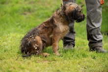 YOSHIRO, Hund, Mischlingshund in Ungarn - Bild 5