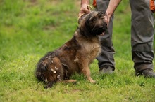 YOSHIRO, Hund, Mischlingshund in Ungarn - Bild 6