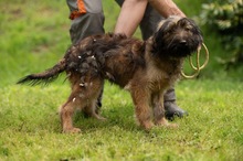 YOSHIRO, Hund, Mischlingshund in Ungarn - Bild 7