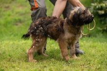 YOSHIRO, Hund, Mischlingshund in Ungarn - Bild 8