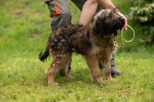 YOSHIRO, Hund, Mischlingshund in Ungarn - Bild 9