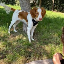TOBY, Hund, English Springer Spaniel in Malta