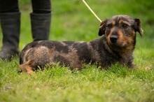 XANTHOS, Hund, Rauhaardackel-Französische Bulldogge Mischling in Ungarn - Bild 1