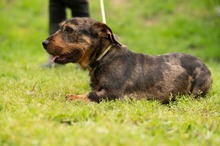 XANTHOS, Hund, Rauhaardackel-Französische Bulldogge Mischling in Ungarn - Bild 10