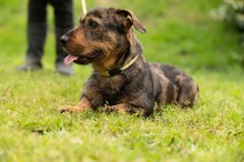 XANTHOS, Hund, Rauhaardackel-Französische Bulldogge Mischling in Ungarn - Bild 12