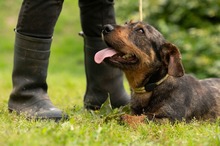 XANTHOS, Hund, Rauhaardackel-Französische Bulldogge Mischling in Ungarn - Bild 14
