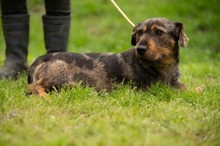 XANTHOS, Hund, Rauhaardackel-Französische Bulldogge Mischling in Ungarn - Bild 2