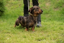 XANTHOS, Hund, Rauhaardackel-Französische Bulldogge Mischling in Ungarn - Bild 3