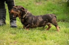XANTHOS, Hund, Rauhaardackel-Französische Bulldogge Mischling in Ungarn - Bild 4