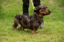 XANTHOS, Hund, Rauhaardackel-Französische Bulldogge Mischling in Ungarn - Bild 5