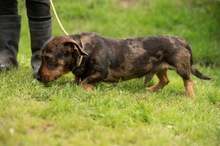 XANTHOS, Hund, Rauhaardackel-Französische Bulldogge Mischling in Ungarn - Bild 7