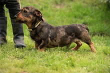 XANTHOS, Hund, Rauhaardackel-Französische Bulldogge Mischling in Ungarn - Bild 8