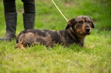 XANTHOS, Hund, Rauhaardackel-Französische Bulldogge Mischling in Ungarn - Bild 9
