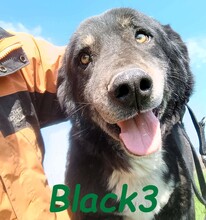 BLACK3, Hund, Mischlingshund in Spanien - Bild 1