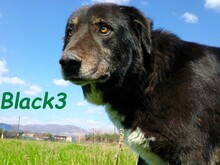 BLACK3, Hund, Mischlingshund in Spanien - Bild 10
