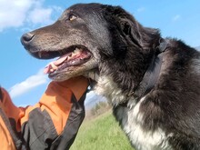 BLACK3, Hund, Mischlingshund in Spanien - Bild 2