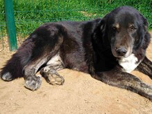 BLACK3, Hund, Mischlingshund in Spanien - Bild 3