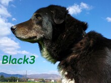 BLACK3, Hund, Mischlingshund in Spanien - Bild 4