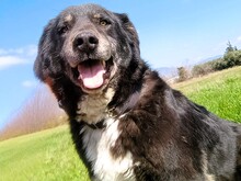BLACK3, Hund, Mischlingshund in Spanien - Bild 5