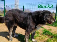 BLACK3, Hund, Mischlingshund in Spanien - Bild 6